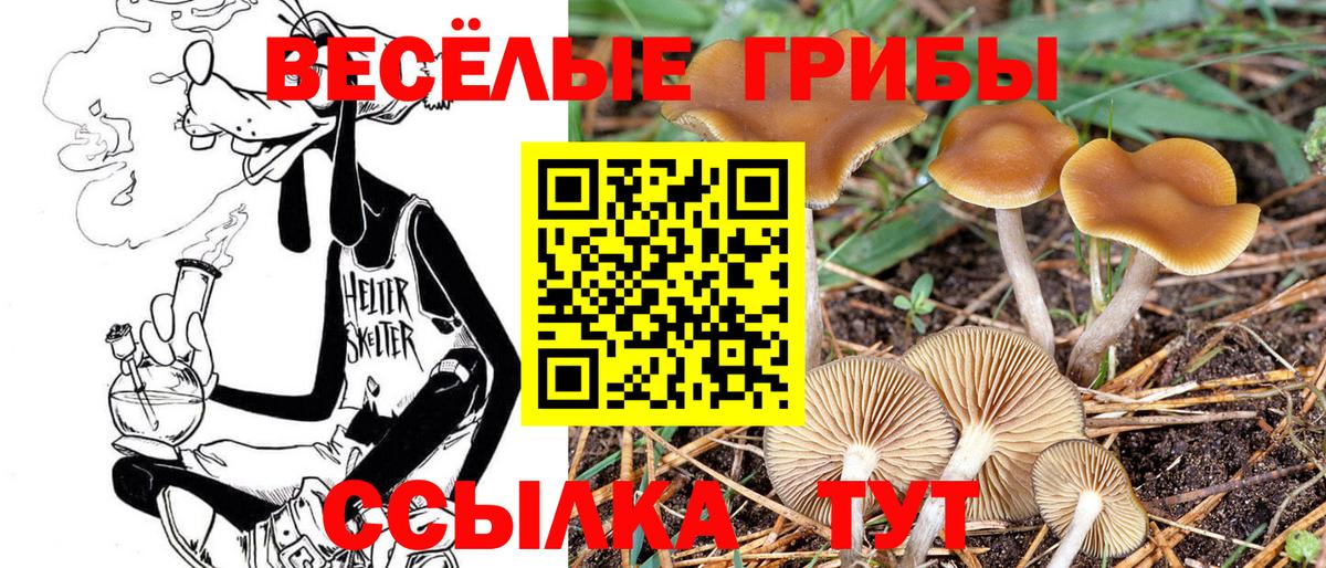 Кингисепп  Галлюциногенные грибы Cubensis  Вход с VPN  Галлюциногенные грибы прущие грибы 